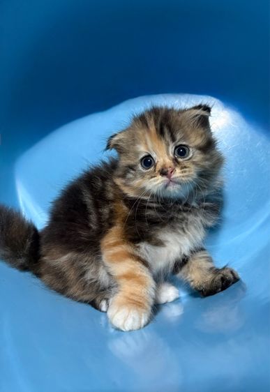 ลูกแมวสก็อตติช รูปที่ 9