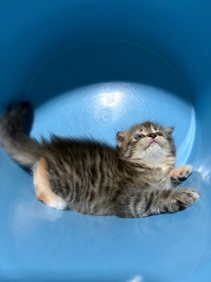 ลูกแมวสก็อตติช รูปที่ 13