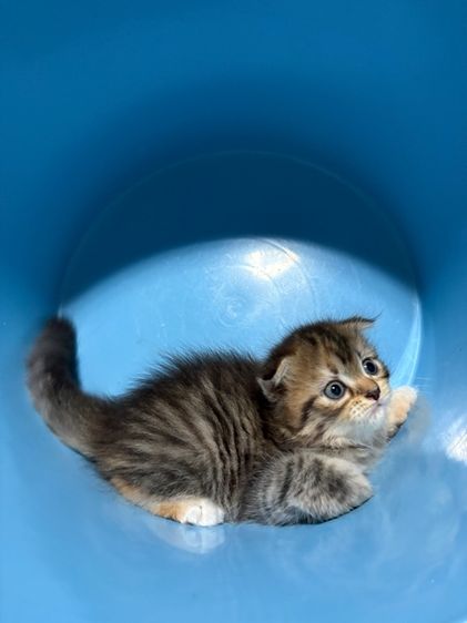 ลูกแมวสก็อตติช รูปที่ 11