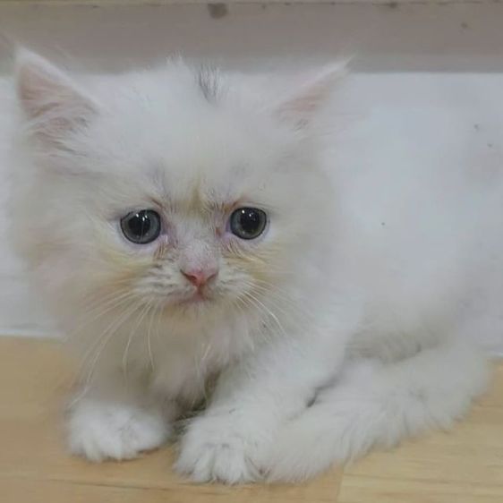 ขายลูกแมวเปอร์เซีย ผู้หญิง2เดือนสดใส ร่าเริงสีขาวไม่มีโรค พระรามสองเทียนทะเล20