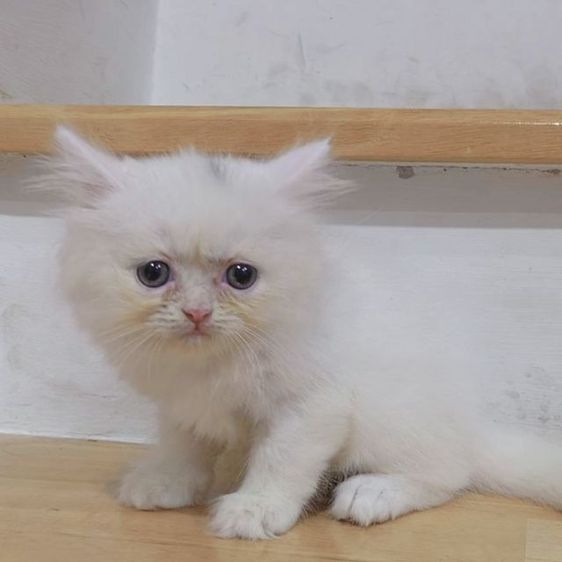 ขายลูกแมวเปอร์เซีย ผู้หญิง2เดือนสดใส ร่าเริงสีขาวไม่มีโรค พระรามสองเทียนทะเล20 รูปที่ 2