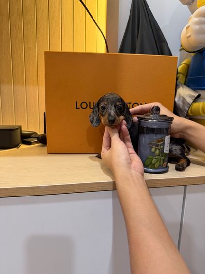 ดัชชุน แรบบิทแท้ รูปที่ 2