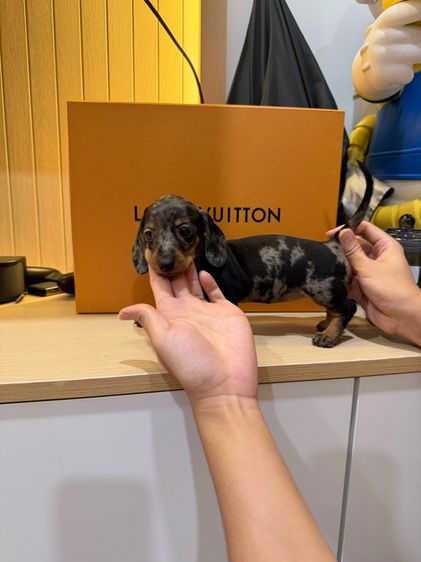 ดัชชุน แรบบิทแท้ รูปที่ 3