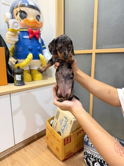 ดัชชุน แรบบิทแท้ รูปที่ 7