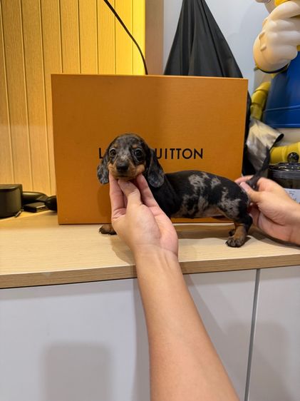 ดัชชุน แรบบิทแท้