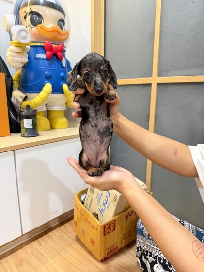 ดัชชุน แรบบิทแท้ รูปที่ 5