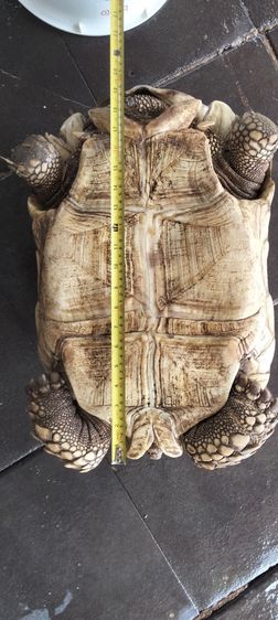 ขายเต่าซูคาต้า รูปที่ 4