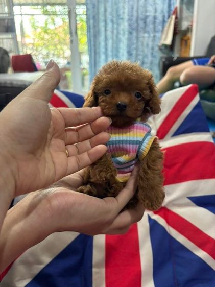 พุดเดิ้ล (Poodle) เล็ก พุดเดิ้ลทีคัพเกรดสวย