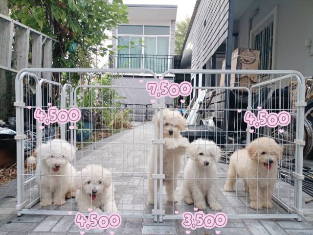 Poodle Toy Chiang Mai