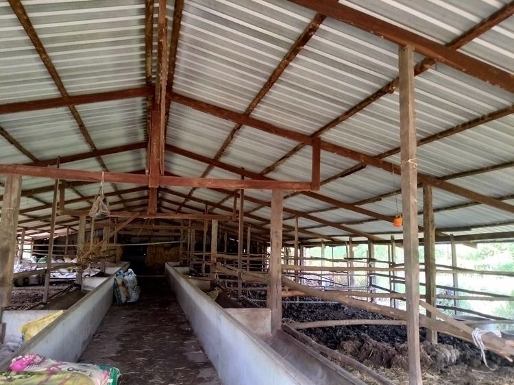ขายโครงสร้างโรงเรือนเลี้ยงวัวหรือให้เช่ารายปี รูปที่ 4