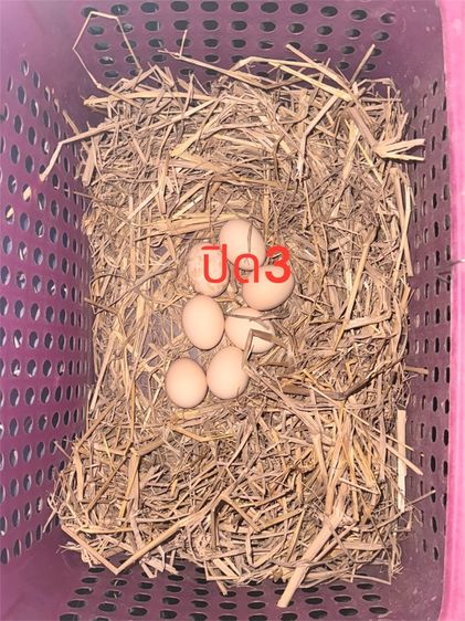 ไข่ไก่ชน 