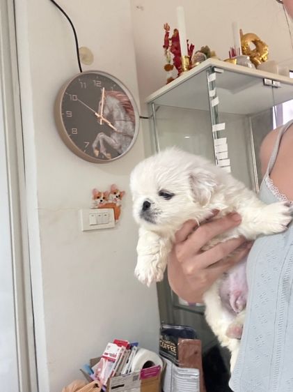 ปักกิ่ง (Pekingese) เล็ก ปักกิ่ง