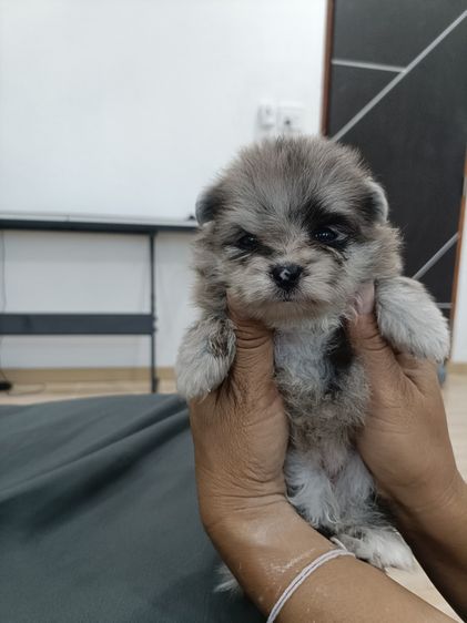ปอมเมอเรเนียน (Pomeranian) เล็ก น้องปอมเมอเรเนียนเกิด22มี.ค. แม่ปอมสีเมอร์ช็อคมีใบเฟอร์จากฟาร์มคะ ทำหายแล้ว พ่อปอมแท้สีน้ำตาล น้องแข็งแรง เป็นหญิงล้วนทั้งสาม สนใจมาดูได้ที่