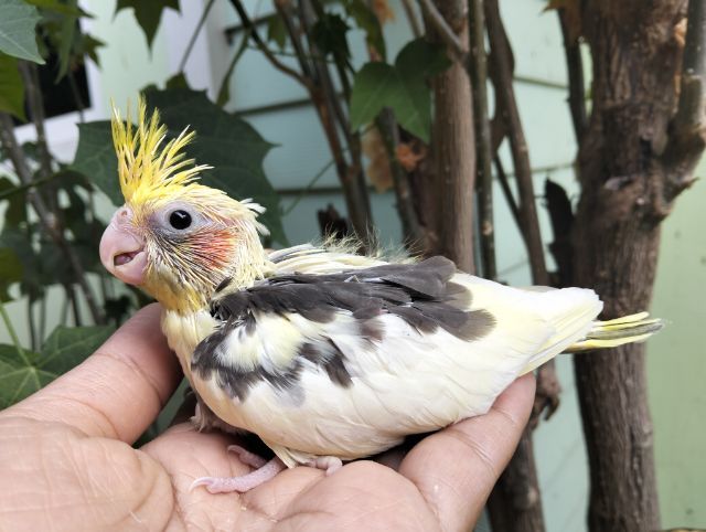 คอกคาเทล นกบ้าน วัยไม่เกิน 1 เดือน