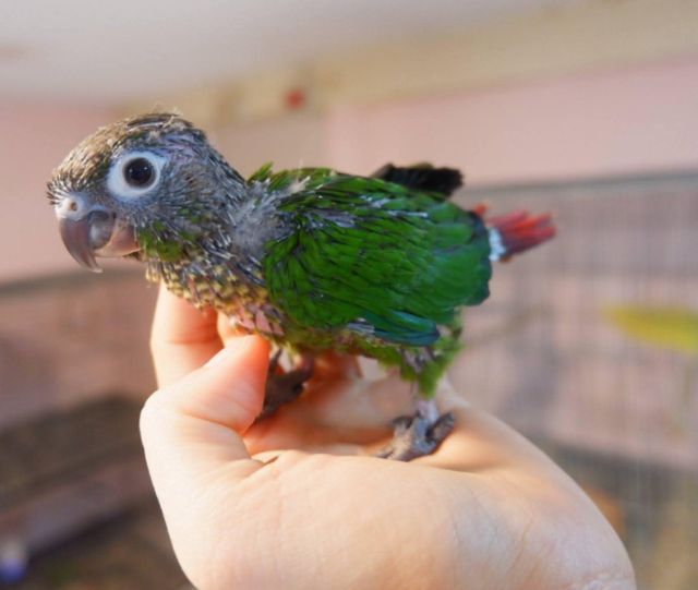 ลูกป้อนกรีนชีค สีนอมอล