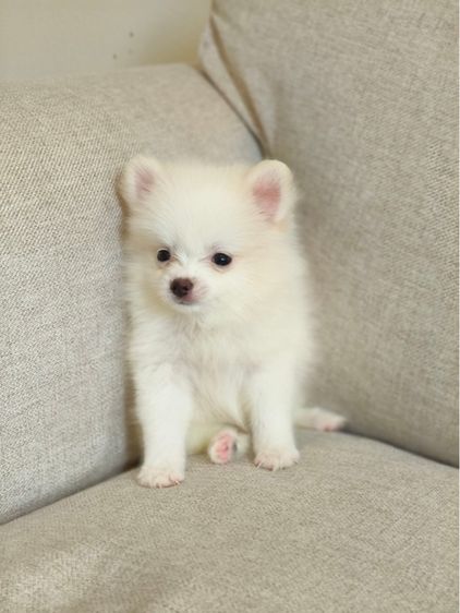 ปอมเมอเรเนียน (Pomeranian) เล็ก ปอมราคาถูก