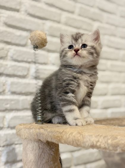 สก็อตติช โฟลด์ (Scottish Fold) Scottish Fold