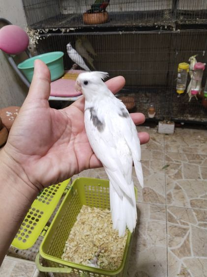 ลูกป้อนค็อกตาเทล
