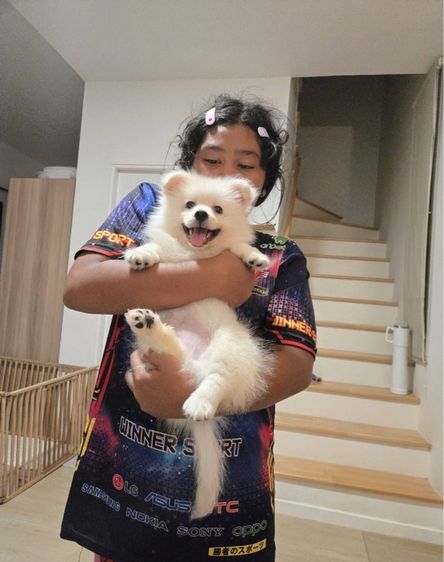 ปอมเมอเรเนียน (Pomeranian) เล็ก ปอมปอม