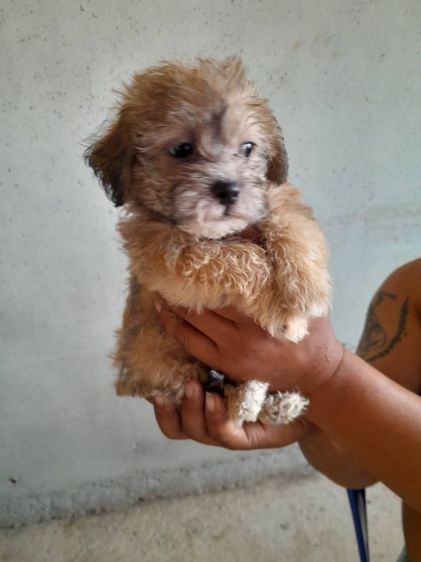 ชิสุ (Shih Tzu) กลาง ชิสุพุดเดิ้ล