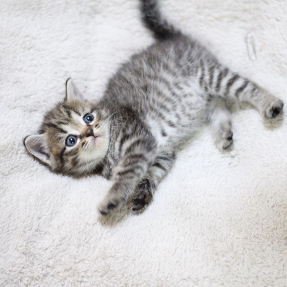 หาบ้านใหม่ให้น้องแมวสก็อตติช รูปที่ 3