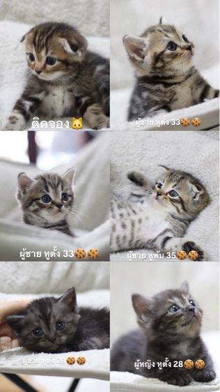 หาบ้านใหม่ให้น้องแมวสก็อตติช