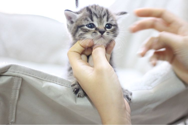 หาบ้านใหม่ให้น้องแมวสก็อตติช รูปที่ 14