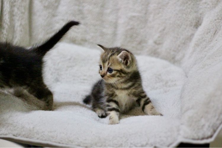 หาบ้านใหม่ให้น้องแมวสก็อตติช รูปที่ 16