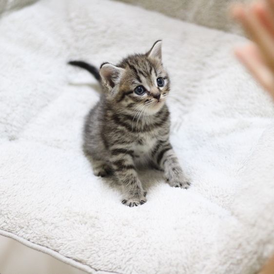 หาบ้านใหม่ให้น้องแมวสก็อตติช รูปที่ 13