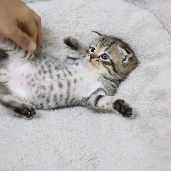 หาบ้านใหม่ให้น้องแมวสก็อตติช รูปที่ 6