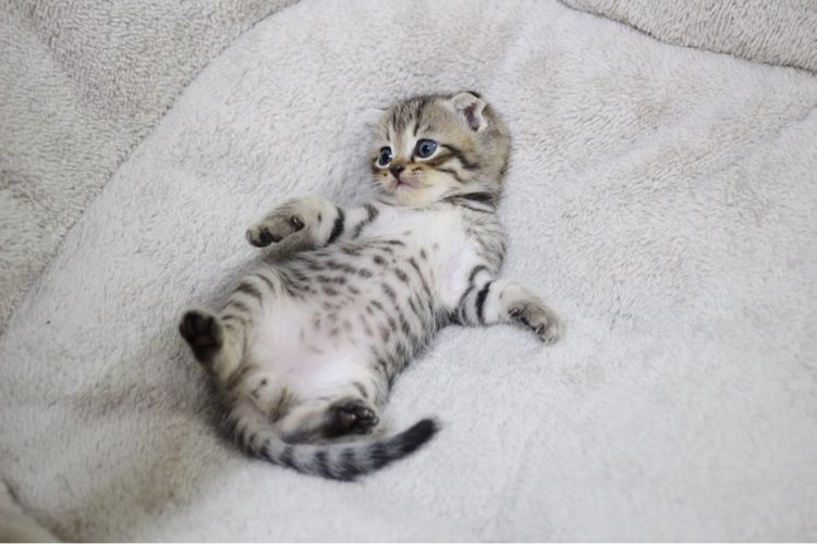 หาบ้านใหม่ให้น้องแมวสก็อตติช รูปที่ 10