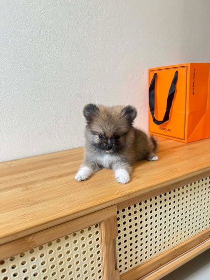 ปอม ชาย  รูปที่ 7