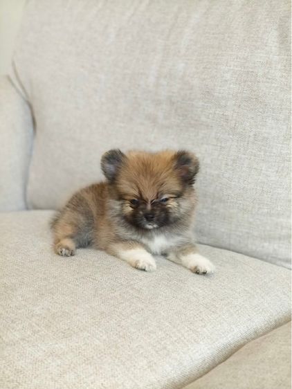 ปอม ชาย  รูปที่ 6