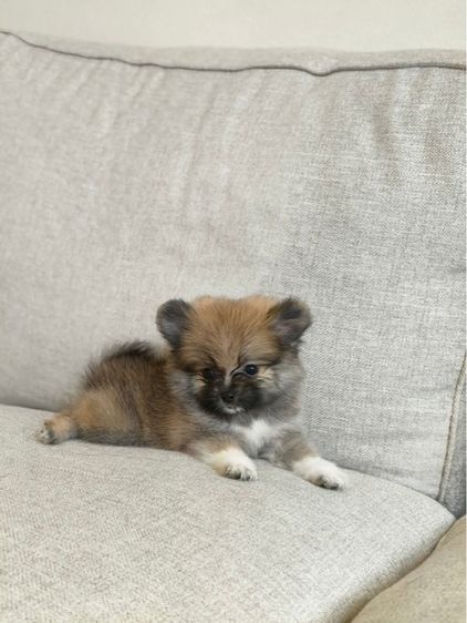 ปอม ชาย  รูปที่ 5