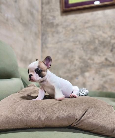 เฟรนช์บูลด็อก รูปที่ 4