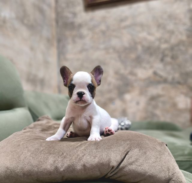 เฟรนช์บูลด็อก