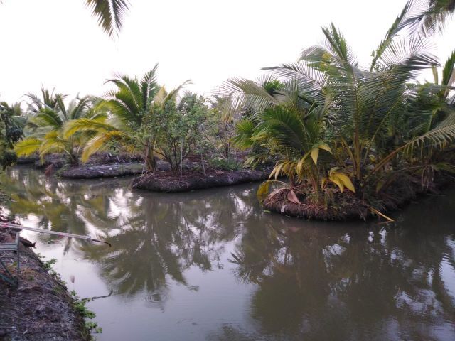 ใช่ ที่ดิน บ้านแพ้ว สวนมะพร้าว 