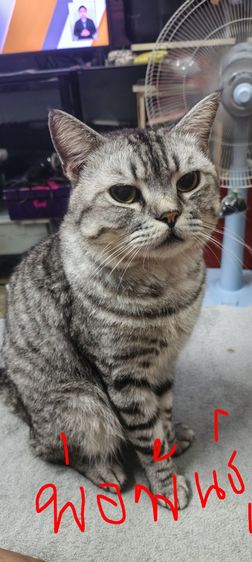 ด.ชสก๊อตติส รูปที่ 5