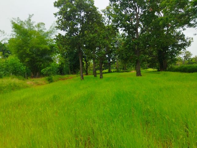ขายที่นาเหมาะสำหรัยบ้านสวน รูปที่ 2