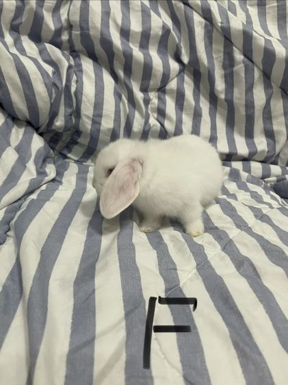 กระต่าย ฮอลแลนด์ลอปแท้ เกรดเลี้ยงเล่น รูปที่ 12