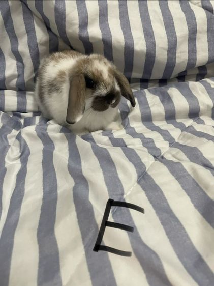 กระต่าย ฮอลแลนด์ลอปแท้ เกรดเลี้ยงเล่น รูปที่ 9