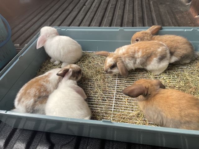 กระต่าย ฮอลแลนด์ลอปแท้ เกรดเลี้ยงเล่น รูปที่ 14