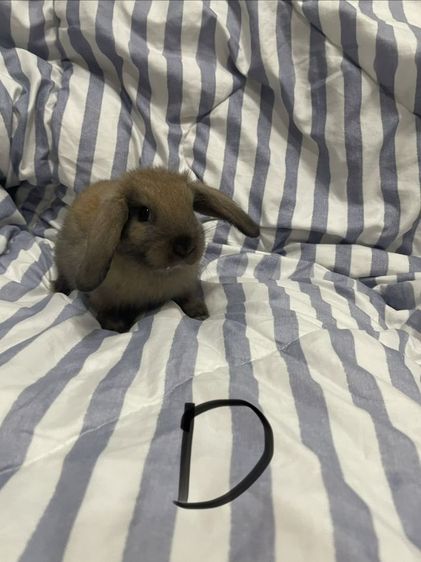 กระต่าย ฮอลแลนด์ลอปแท้ เกรดเลี้ยงเล่น รูปที่ 8