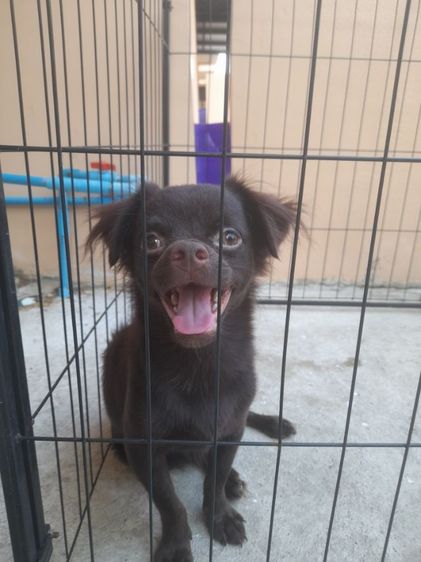 ชิวาวา (Chihuahua) กลาง ชิวาวา สีช็อก ราคาคุยได้
