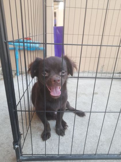 ชิวาวา สีช็อก ราคาคุยได้ รูปที่ 2