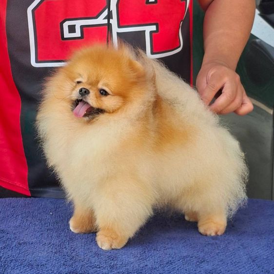 ลูกปอมเมอเรเนียนสายเลือดดีโครงสร้างเยี่ยมพร้อมย้ายบ้านจ้า รูปที่ 8