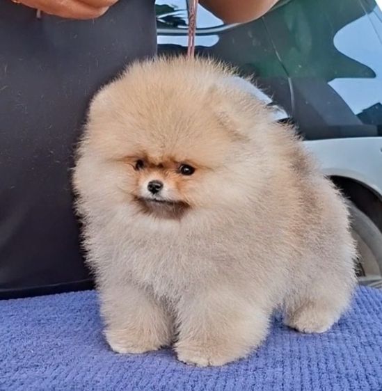 ปอมเมอเรเนียน (Pomeranian) เล็ก ลูกปอมเมอเรเนียนสายเลือดดีโครงสร้างเยี่ยมพร้อมย้ายบ้านจ้า