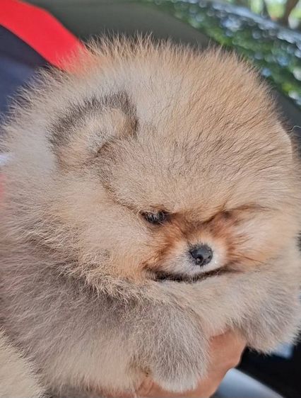 ลูกปอมเมอเรเนียนสายเลือดดีโครงสร้างเยี่ยมพร้อมย้ายบ้านจ้า รูปที่ 6