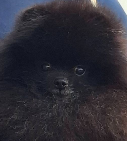 ลูกปอมเมอเรเนียนสายเลือดดีโครงสร้างเยี่ยมพร้อมย้ายบ้านจ้า รูปที่ 5