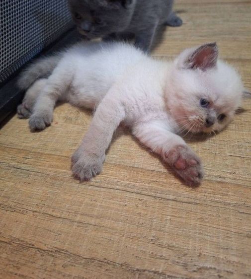 บริติช ชอร์ตแฮร์ (British Shorthair) บริติช  บลูพอยท์ ชาย